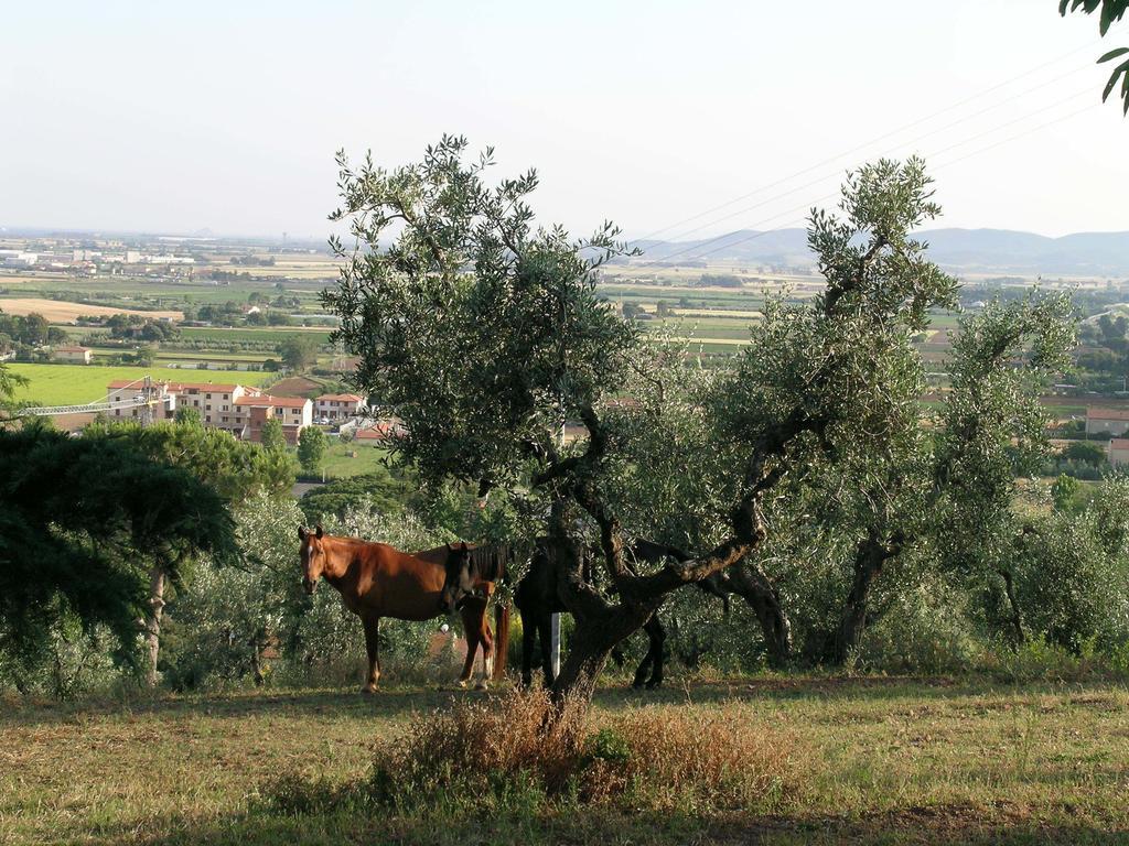 B&B Villa Il Poggetto เวนตูรีนา แตร์เม ภายนอก รูปภาพ